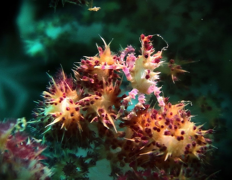 Tropical-Seas-Bilder Harmacek - Philippinenimg_7994_54367103068_o