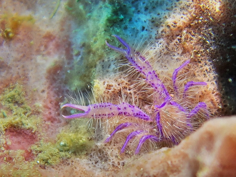 Tropical-Seas-Bilder Harmacek - Philippinenimg_8218_54367270560_o