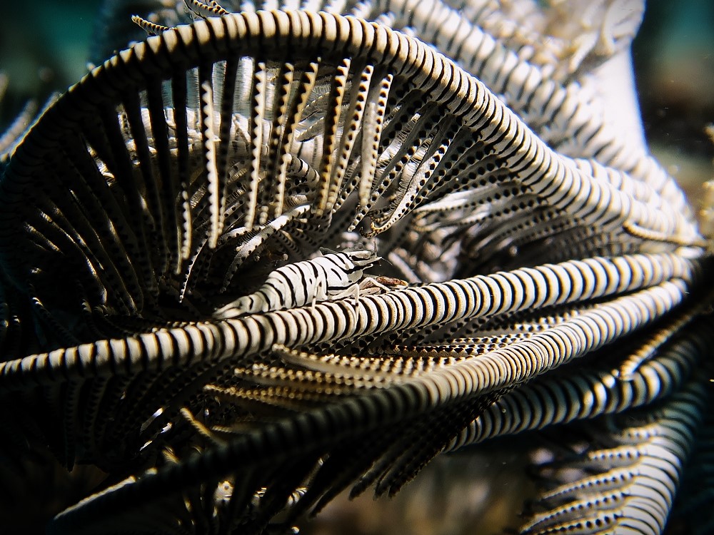 Tropical-Seas-Bilder Harmacek - Philippinenimg_8297_54366886921_o