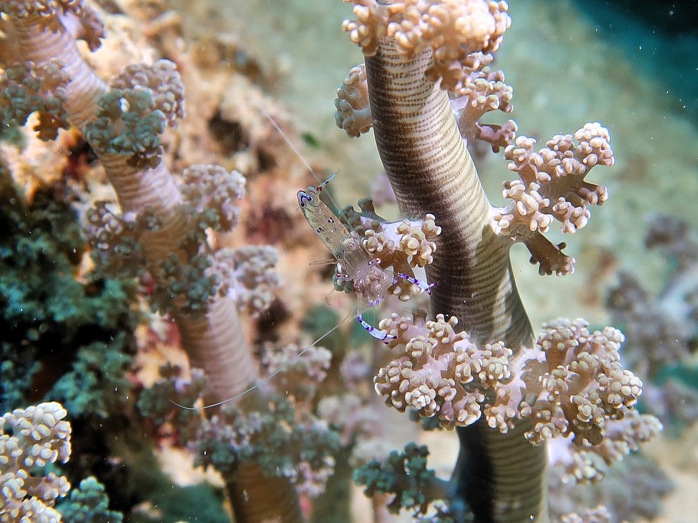 Tropical-Seas-Bilder Harmacek - Philippinenimg_8310_54367117448_o