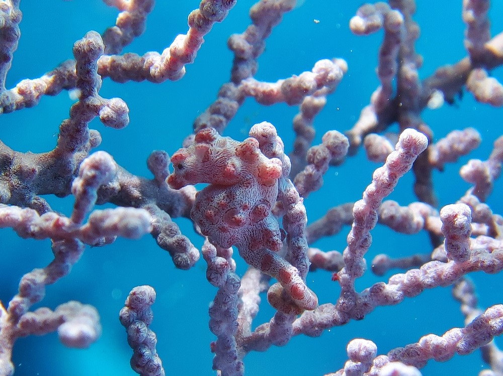 Tropical-Seas-Bilder Harmacek - Philippinenimg_8581_54366147212_o