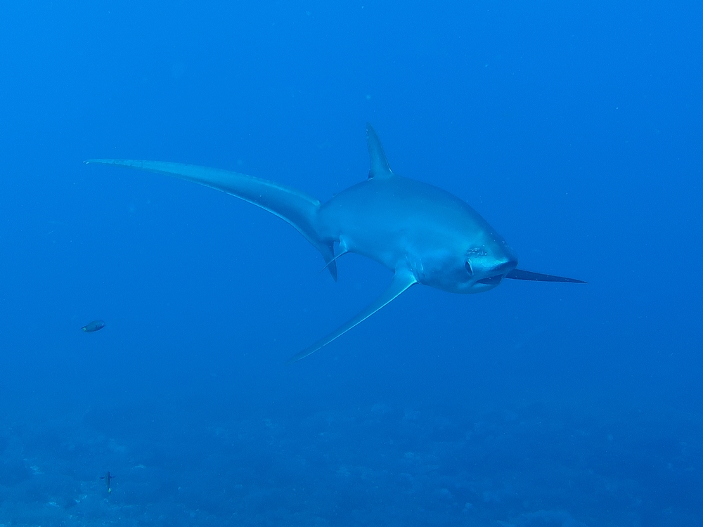 Tropical-Seas-Bilder Harmacek - Philippinenimg_8720_54367163428_o
