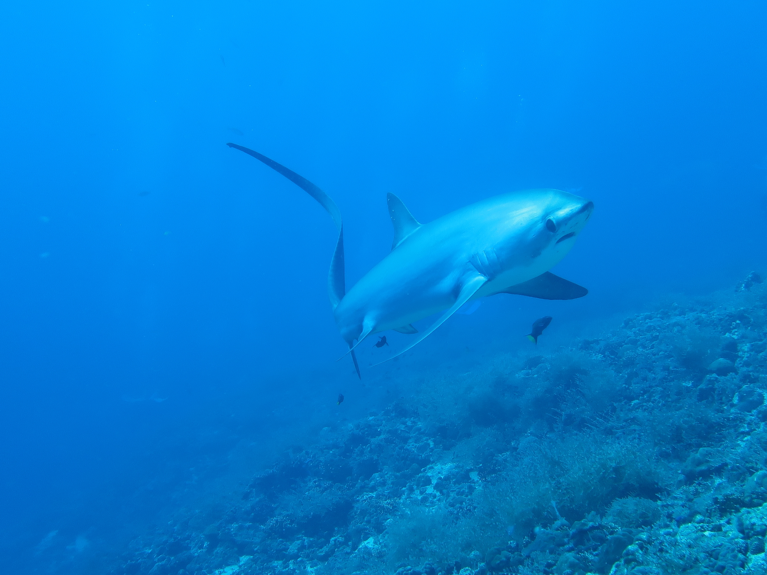 Tropical-Seas-Bilder Harmacek - Philippinenimg_8741_54367254025_o