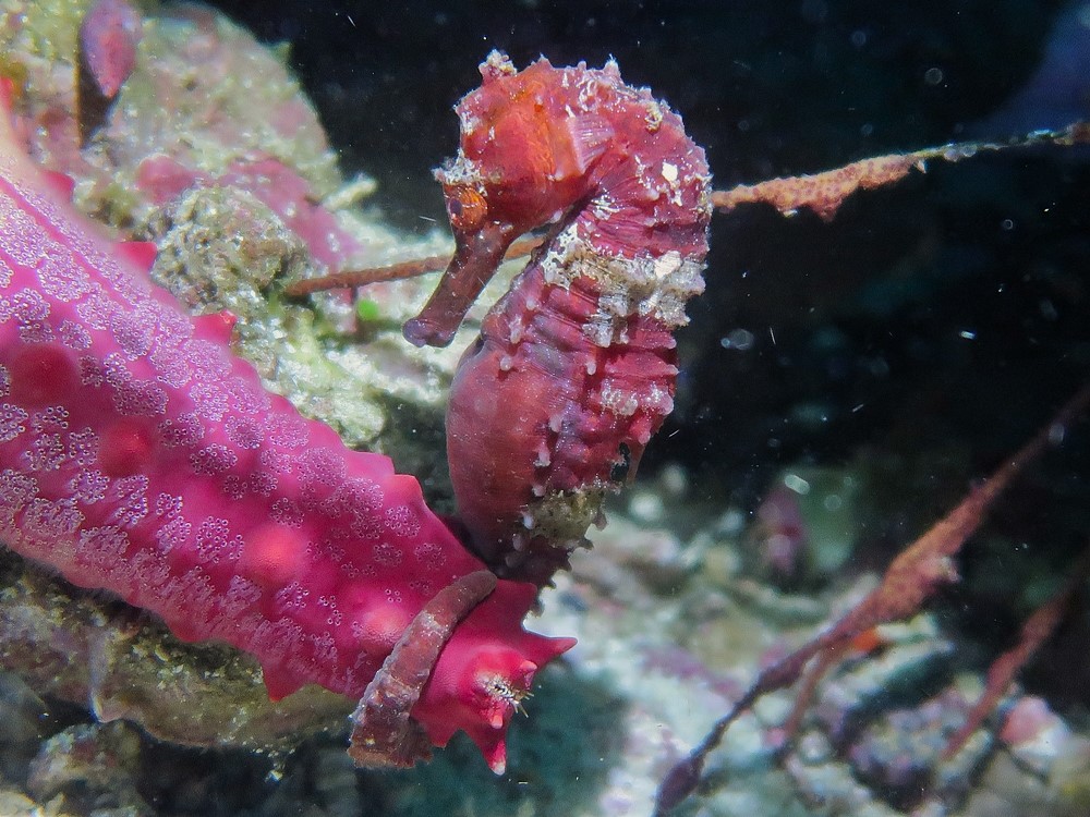 Tropical-Seas-Bilder Harmacek - Philippinenimg_8771_54366925696_o