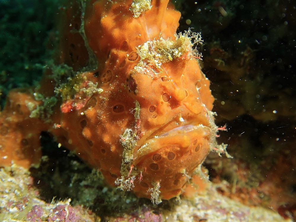 Tropical-Seas-Bilder Harmacek - Philippinenimg_8786_54367155168_o
