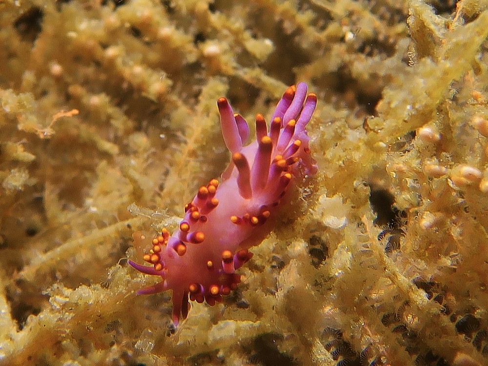 Tropical-Seas-Bilder Harmacek - Philippinenimg_8812_54367324640_o