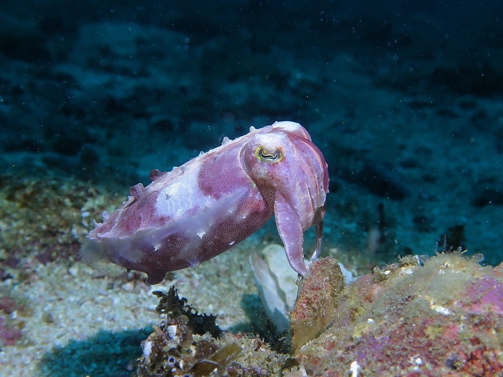 Tropical-Seas-Bilder Harmacek - Philippinenimg_8817_54367324670_o