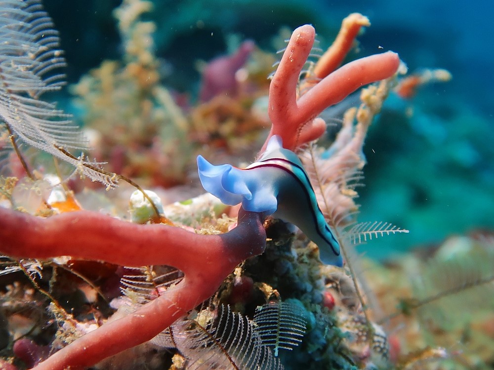 Tropical-Seas-Bilder Harmacek - Philippinenoriginals-13_54367074699_o