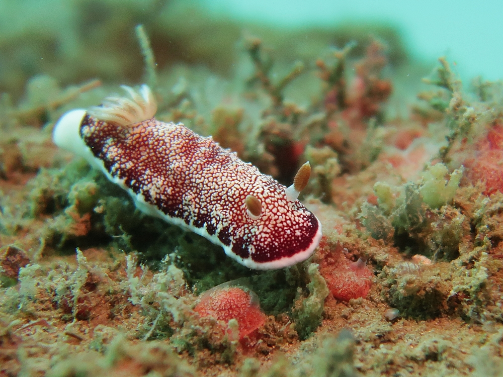 Tropical-Seas-Bilder Harmacek - Philippinenoriginals-9_54365996702_o