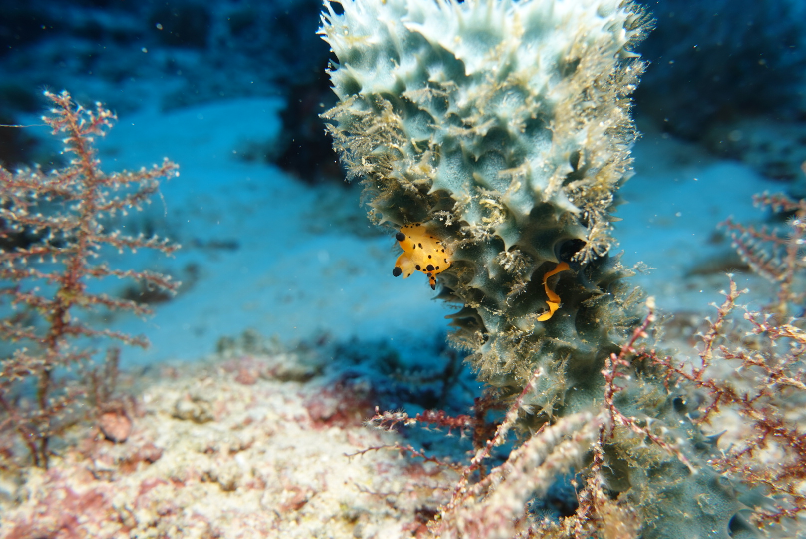 tropical-seas_post_reisebericht-philippinen-copy-Tropical-seas-la-galigo-snapshots-coco DSC02908