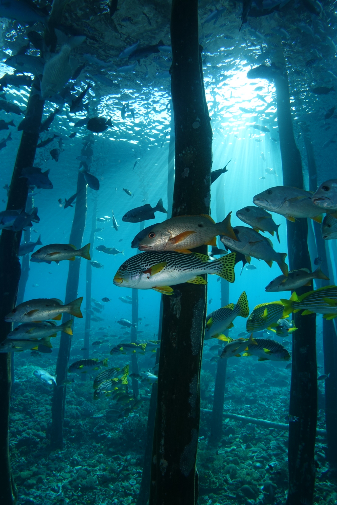 tropical-seas_post_reisebericht-philippinen-copy-Tropical-seas-la-galigo-snapshots-coco DSC02995