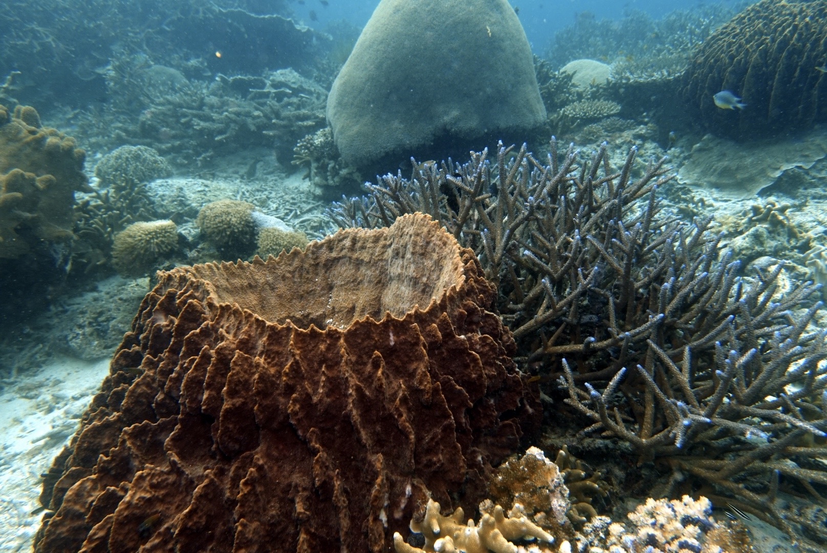 tropical-seas_post_reisebericht-philippinen-copy-Tropical-seas-la-galigo-snapshots-coco IMG_7857