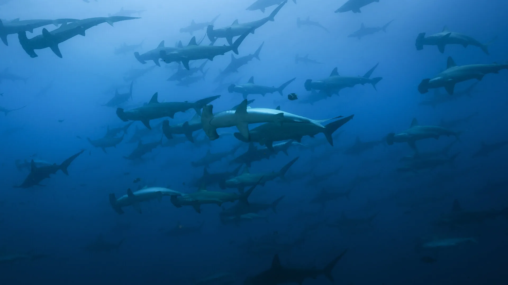 tropical-seas_portfolio_cocos-island-tauchsafari-Tropical-seas-sea-hunter-hammerhaie